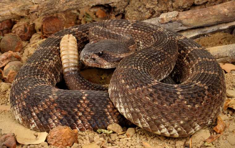 What Do Rattlesnakes Look Like? | Miche Pest Control