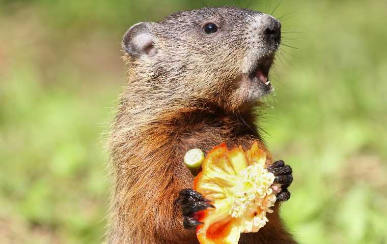 What Do Groundhogs Eat? | Miche Pest Control