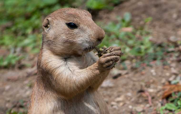 What Do Gophers Eat? | Miche Pest Control