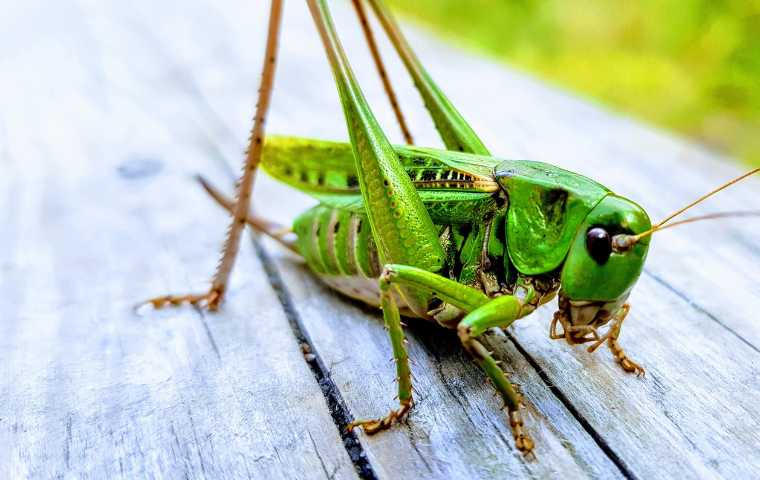 Do Grasshoppers Bite? | Miche Pest Control