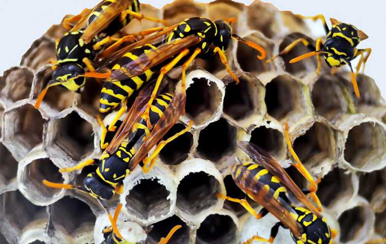 What Do Wasps Look Like? | Miche Pest Control