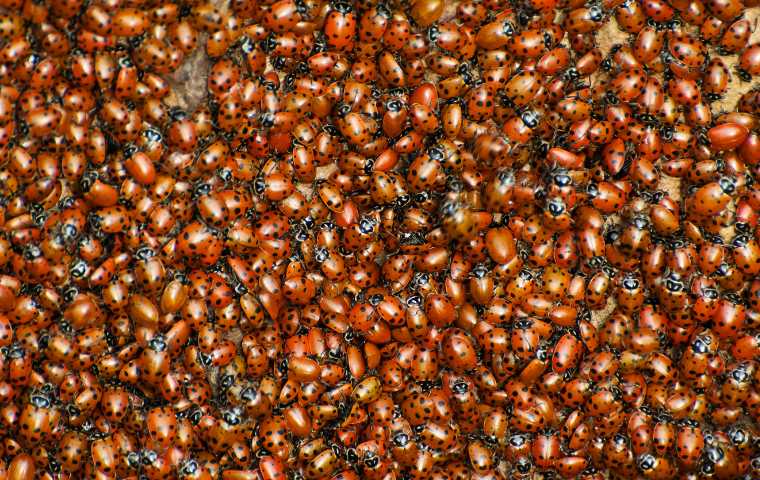 Are Ladybugs Invasive? | Miche Pest Control