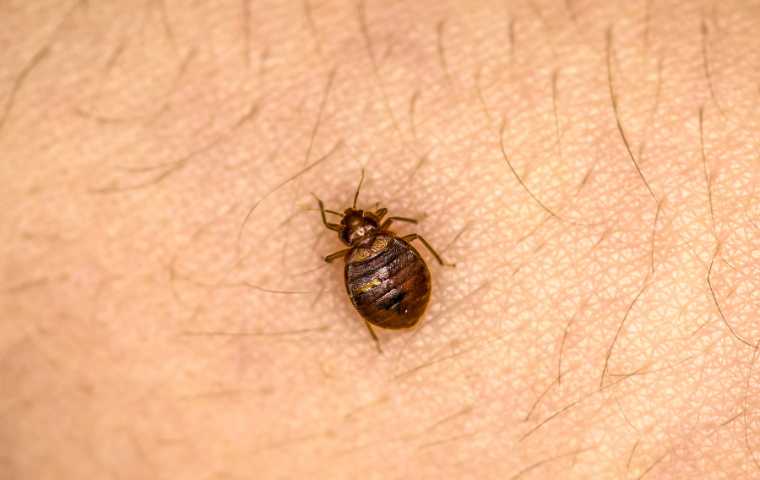 Awesomepest Bed Bug Exterminator Dallas Tx
