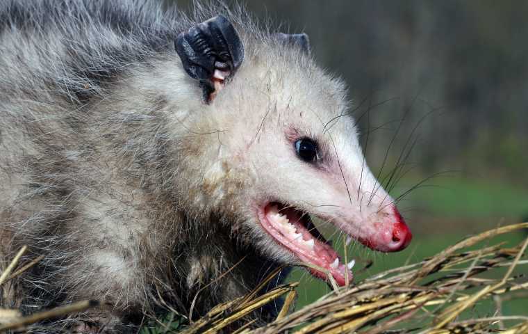 Are Opossums Dangerous? | Miche Pest Control