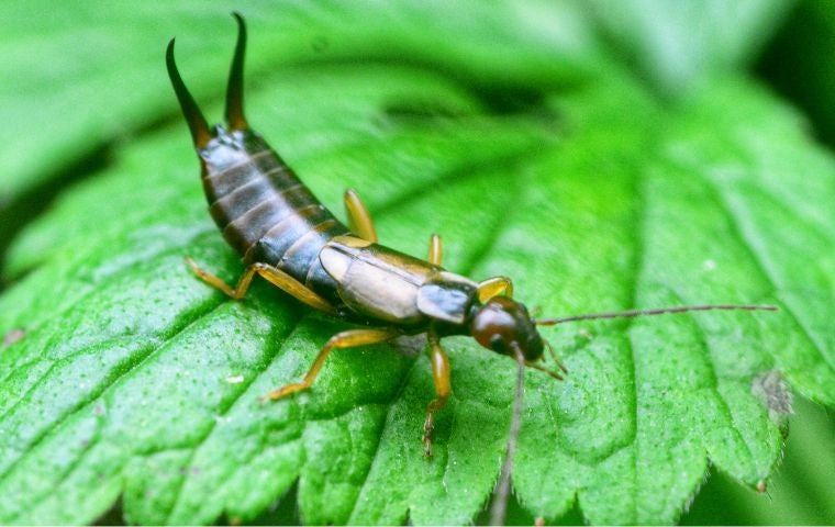 Do Earwigs Bite? | Miche Pest Control