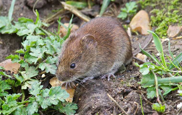 What Do Voles Look Like? | Miche Pest Control