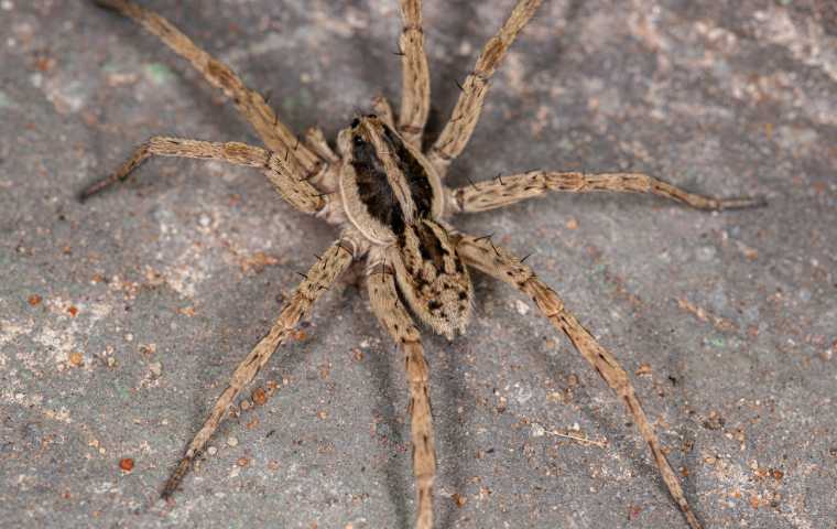 Are Wolf Spiders Poisonous? | Miche Pest Control