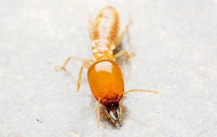 Identifying And Getting Rid Of Termites In Your Washington D.C. Home ...