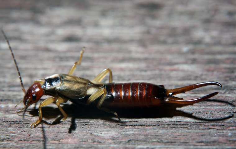 What Do Earwigs Eat? | Miche Pest Control