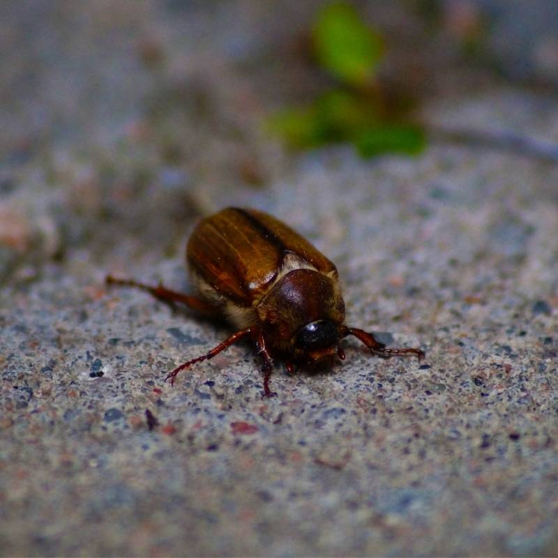 june beetle control