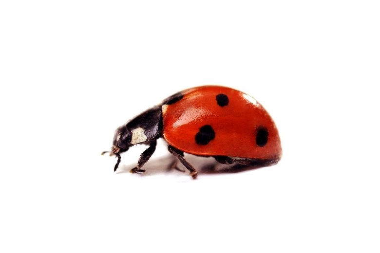 ladybug