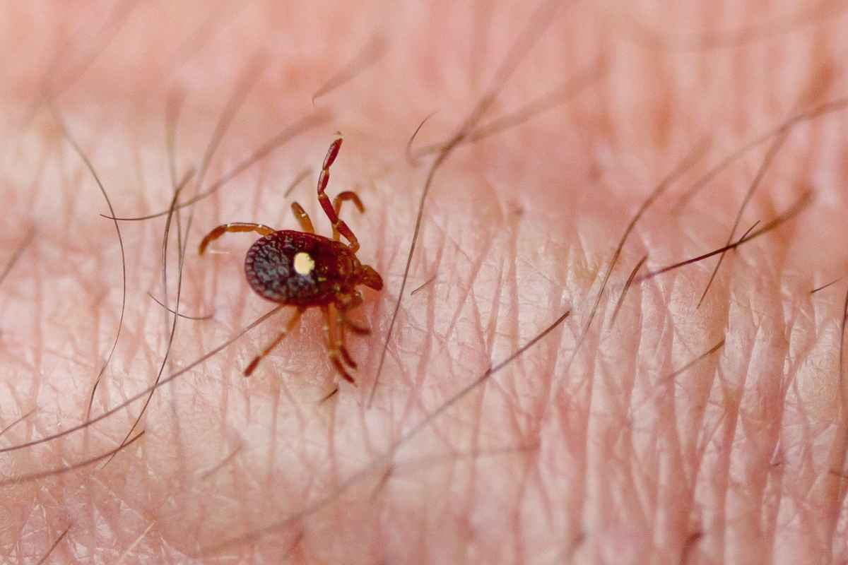 lone star tick control