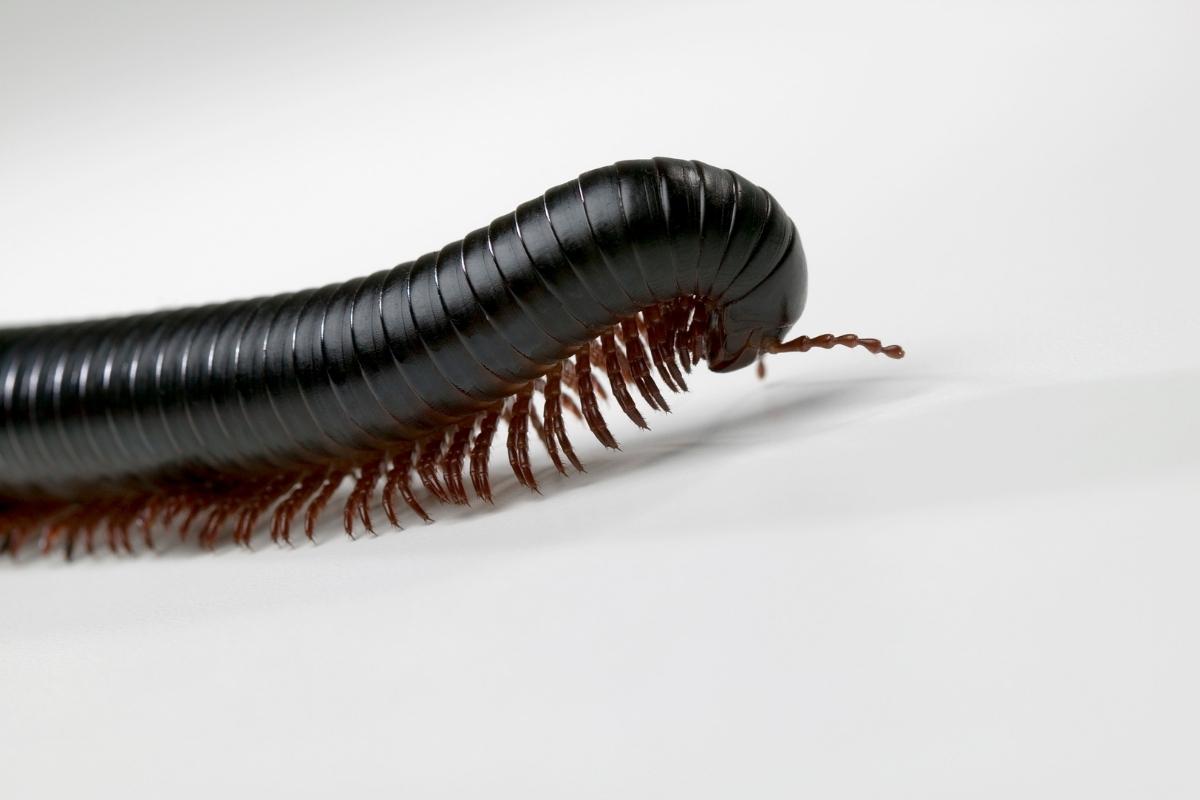 millipede control