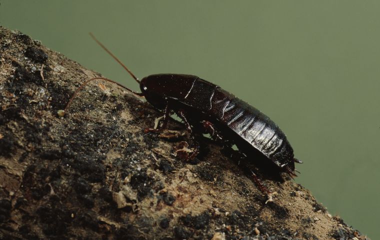 oriental cockroach