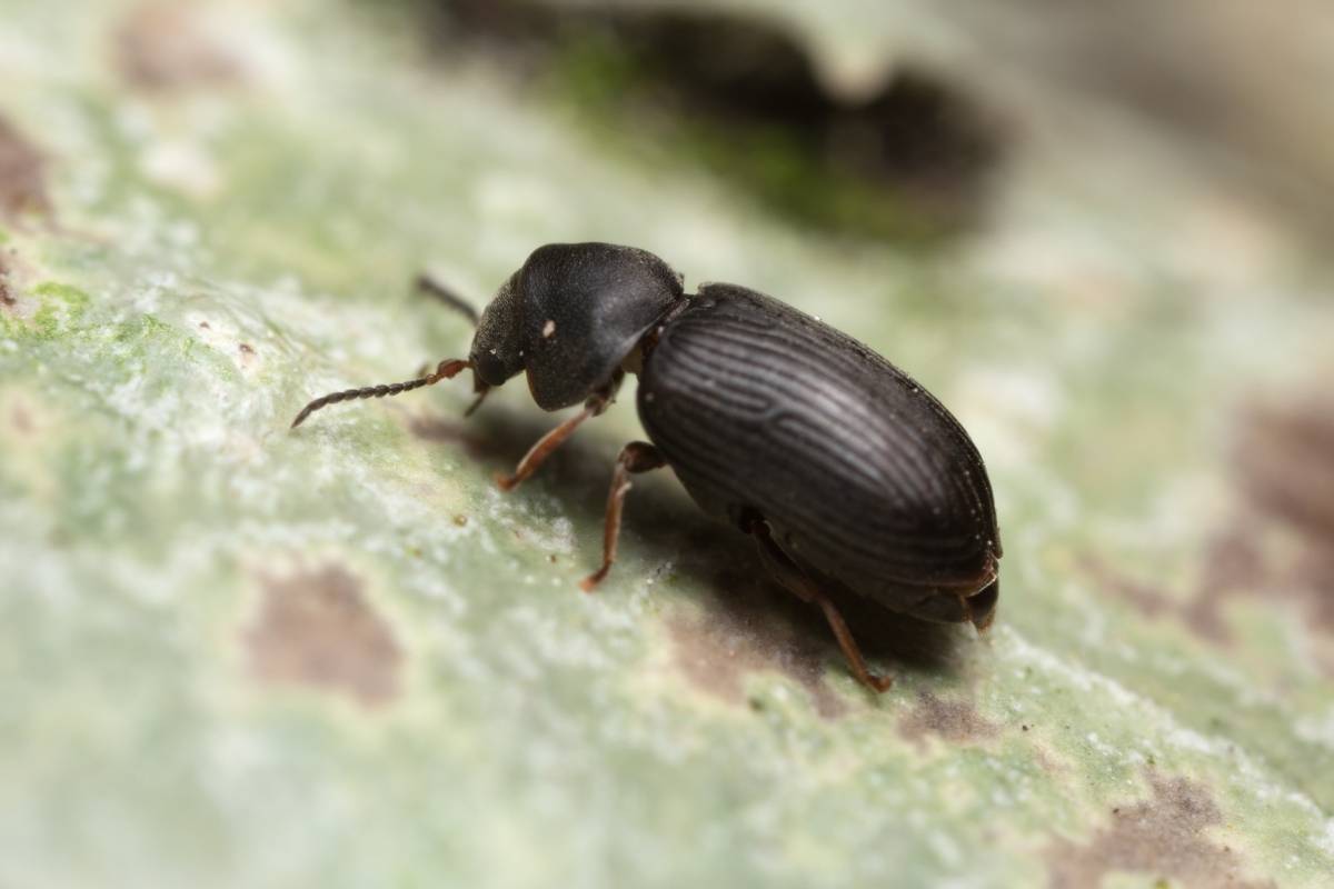 powderpost beetle