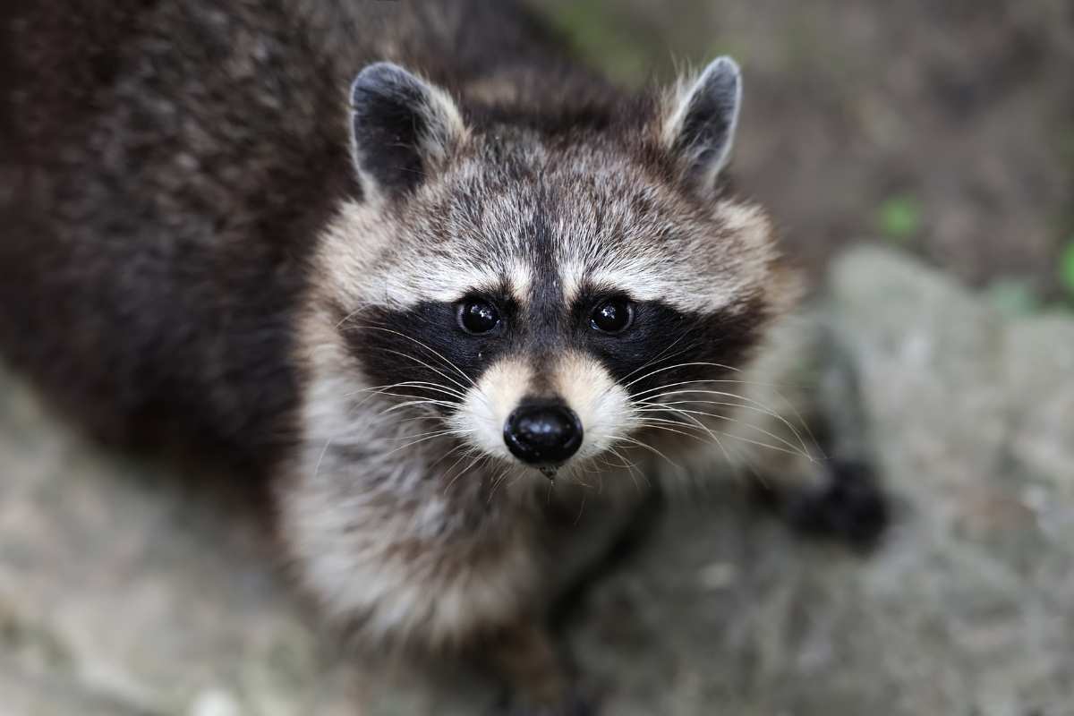 raccoon
