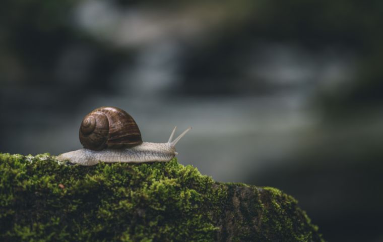 snail