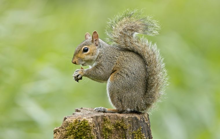 squirrel