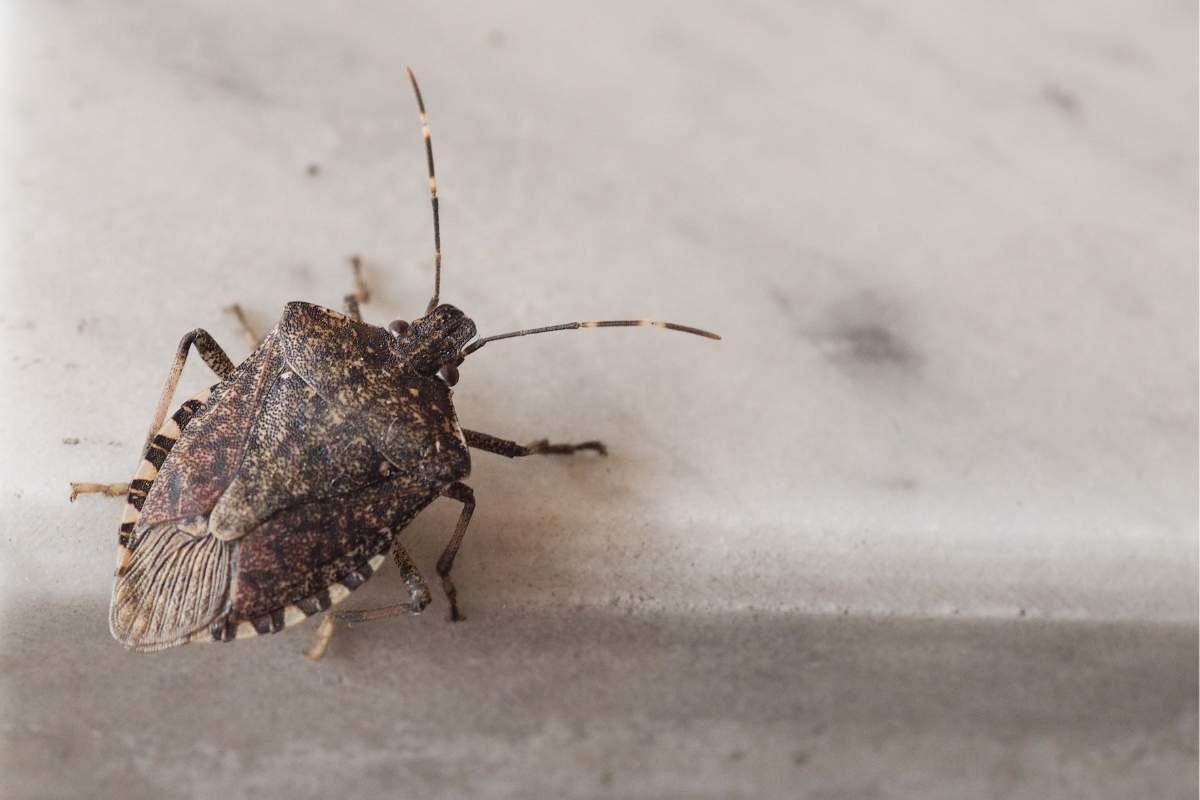 stink bug