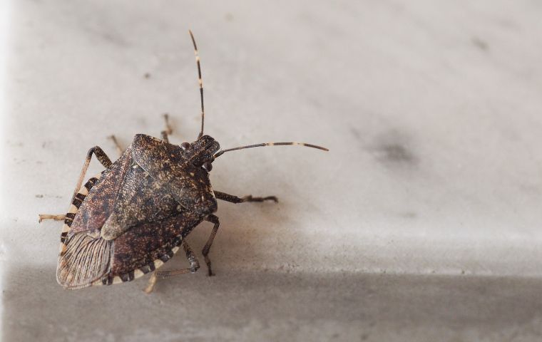 stink bug