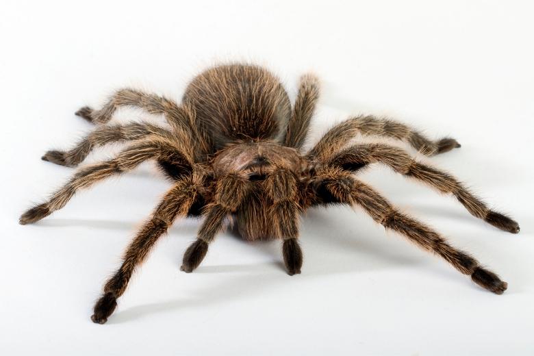 tarantula spider