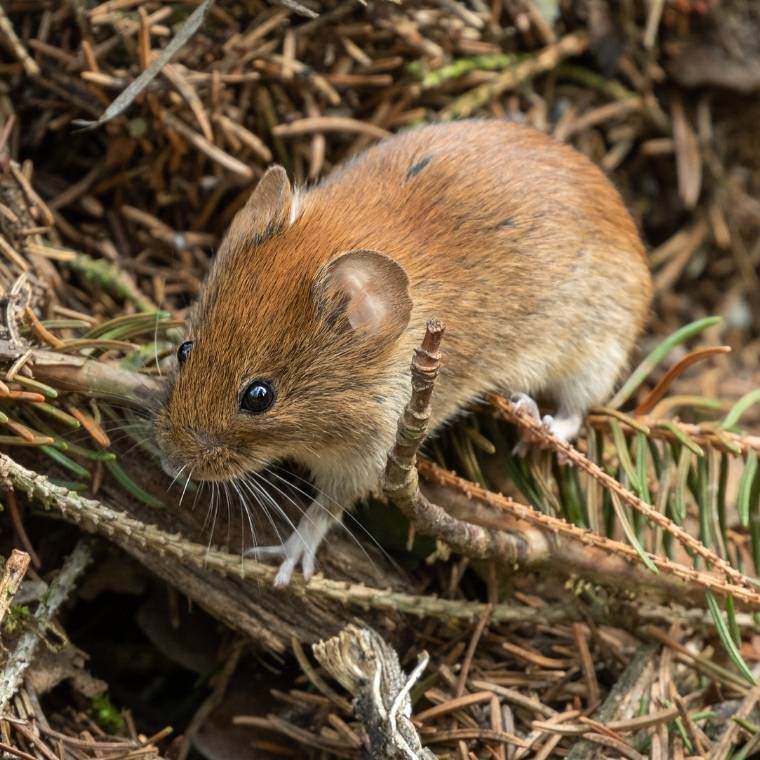 vole control