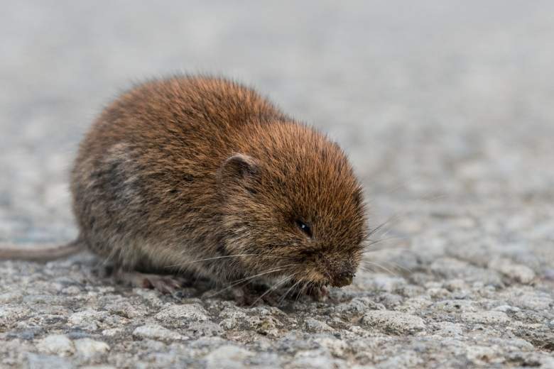 vole