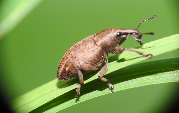 weevil