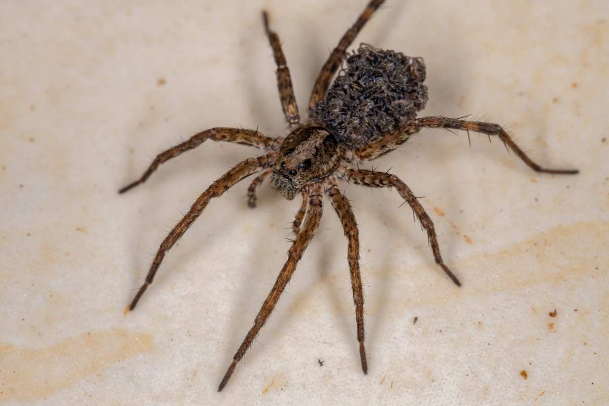 wolf spider